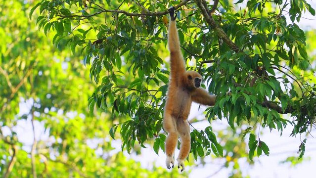 Lar gibbon in a tree