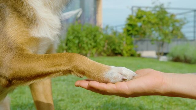SLOW MOTION, CLOSE UP: Dog and human hand engaged in a paw shake in the green garden. Dog paw rests gently in palm of the owner, reflecting a gesture of trust and friendship formed during training.