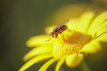 Fly collecting pollen at sunset