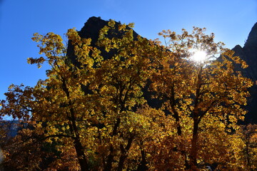 Sun shining through the yellow autumn leaves of trees in Yosemite Valley
