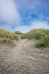 Tall grasses at the beach