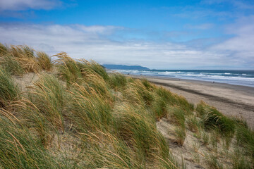 Tall grasses at the beach