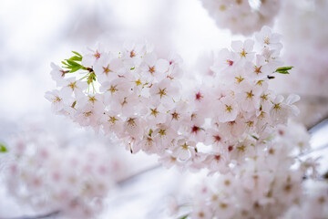 Spring flowers. Beautiful Cherry blossom tree, white flower. Blooming tree at spring, fresh white flowers on the branch of fruit tree, Spring blossom abstract background. Dreamy soft focus picture.