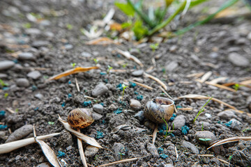 extermination of parasites in the garden. dead snails on the ground with blue poison.
