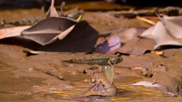 Mudskipper climbing out of the water
