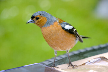Bird