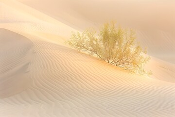 A Lone Tree in a Sandy Landscape