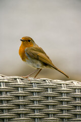 robin on the fence