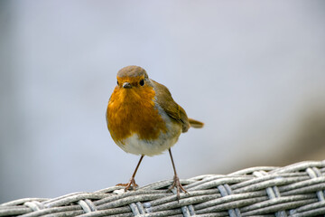 robin on a fence