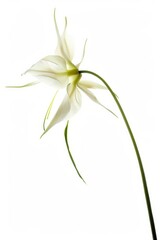 Obraz premium flower Photography, Angraecum sesquipedale, copy space on right, Isolated on white Background