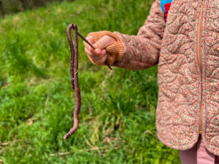 A child holds a big, large real earthworm on a stick