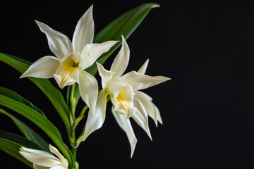 Obraz premium flower Photography, Coelogyne pandurata, copy space on right, Close up view, Isolated on black Background