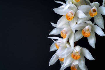 flower Photography, Coelogyne pandurata, copy space on right, Close up view, Isolated on black Background