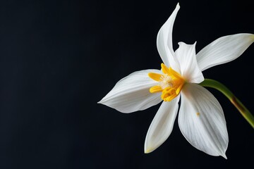 Fototapeta premium flower Photography, Coelogyne pandurata, copy space on right, Close up view, Isolated on black Background