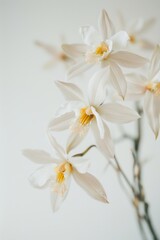 Obraz premium flower Photography, Coelogyne pandurata, copy space on right, Isolated on white Background
