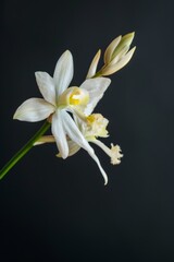 Obraz premium flower Photography, Coelogyne pandurata, copy space on right, Close up view, Isolated on black Background
