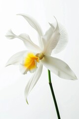 Obraz premium flower Photography, Coelogyne pandurata, copy space on right, Isolated on white Background