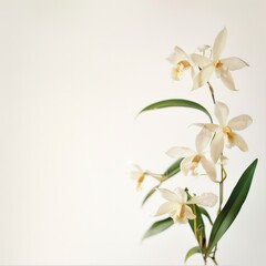 flower Photography, Coelogyne pandurata copy space on right, Isolated on white Background