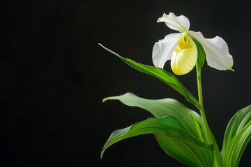 Obraz premium flower Photography, Cypripedium, copy space on right, close up, Isolated on Black Background