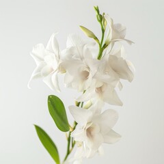 Fototapeta premium flower Photography, Dendrobium, Close up view, Isolated on white Background
