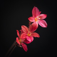 Fototapeta premium flower Photography, Epidendrum, close up, Isolated on Black Background