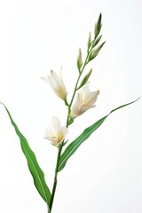 Obraz premium flower Photography, Eria javanica, copy space on right, Isolated on white Background
