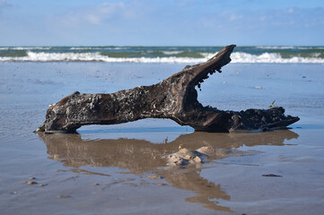 piece of wood on the beach with the reflection in the water