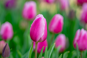 Obraz premium Tulips field in spring time. Closeup tulip flowers background. Colorful tulip flowering in the garden. Soft focus. Bunch of tulips blurred bokeh background. Tulips blooming in garden.
