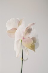 Obraz premium flower Photography, Paphiopedilum, copy space on right, Isolated on white Background