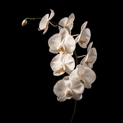 flower Photography, Phalaenopsis copy space on right, Isolated on black Background