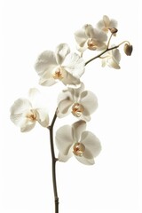 flower Photography, Phalaenopsis, copy space on right, Isolated on white Background
