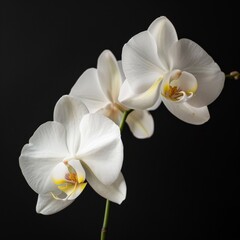 flower Photography, Phalaenopsis copy space on right, Close up view, Isolated on black Background