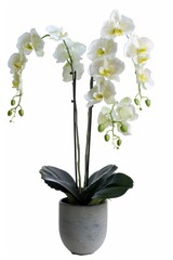 flower Photography, Phalaenopsis, copy space on right, Isolated on white Background