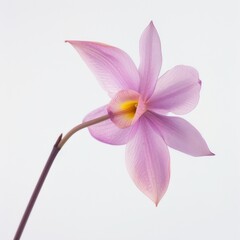 Fototapeta premium flower Photography, Spathoglottis plicata, Close up view, Isolated on white Background