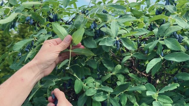 Close up of unrecognisable person picking honeysuckle berries from a bush