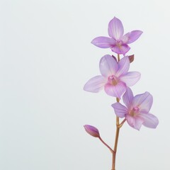 flower Photography, Spathoglottis plicata copy space on right, Isolated on white Background