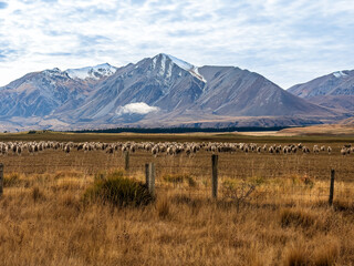 A large group of sheep in the dry alpine valley under the mountains