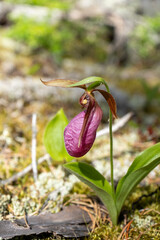 lady slipper in the forest 