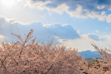 日を浴びる桜