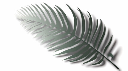 Realistic transparent shadow from a leaf of a palm tree on the white background. Tropical leaves shadow. Mockup with palm leaves shadow.