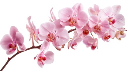 Blooming Phalaenopsis orchid flowers on white background for design