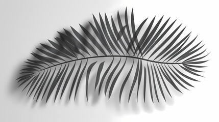 Realistic transparent shadow from a leaf of a palm tree on the white background. Tropical leaves shadow. Mockup with palm leaves shadow.