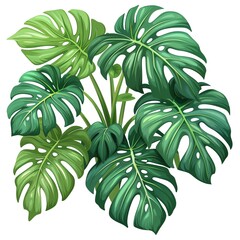 A monstera clipart, house plant element, vector illustration, green, isolated on white background