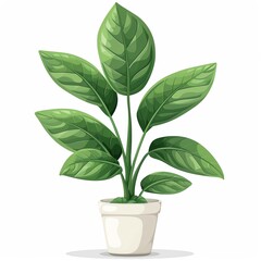 A ZZ plant clipart, house plant element, vector illustration, green, isolated on white background