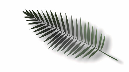 Realistic transparent shadow from a leaf of a palm tree on the white background. Tropical leaves shadow. Mockup with palm leaves shadow.