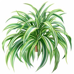 Obraz premium A spider plant clipart, house plant element, green and white, isolated on white background