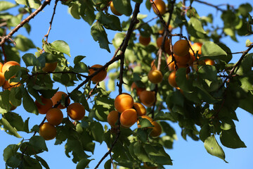 Many delicious ripe apricots on tree outdoors