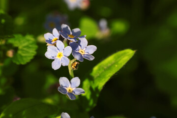 Beautiful forget-me-not flowers growing outdoors, space for text. Spring season