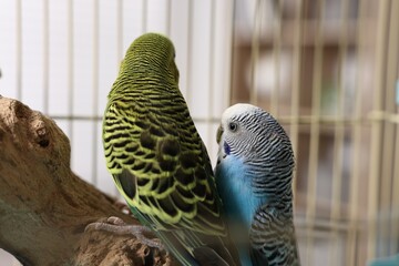 Beautiful bright parrots on branch. Exotic pets