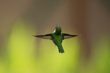 White-booted racket-tail, Female (Ocreatus underwoodii) Ecuador, 4k resolution, 